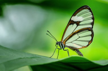 Yakın çekim yaprak üzerinde tünemiş bir clearwing kelebek (Miraleria cymothoe)