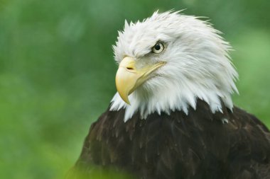 Kel kartal portresi (Haliaeetus leucocephalus)
