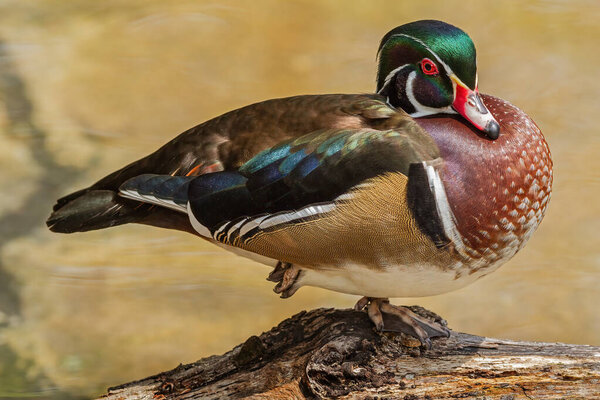 Портрет утки (Aix sponsa)
