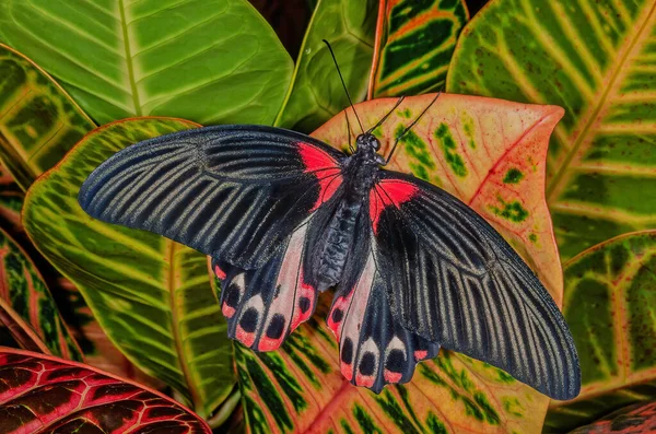 Close Scarlet Mormon Butterfly Papilio Rumanzovia Perched Leaf — Stock Photo, Image