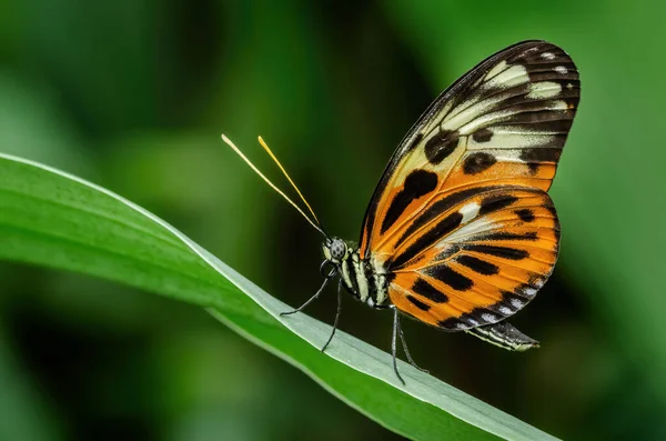 Close Postman Butterfly Variation Heliconius Melpomene Perched Leaves — Stock Photo, Image