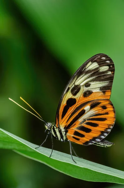 Zbliżenie Odmiany Motyla Listonosza Heliconius Melpomene Siedzącego Liściach — Zdjęcie stockowe