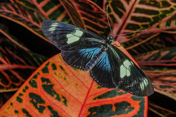 Close Van Een Postbode Vlindervariant Heliconius Melpomene Bladeren — Stockfoto