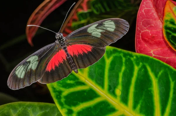 Close Postman Butterfly Variation Heliconius Doris Perched Leaves — Stock Photo, Image