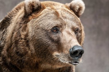 Portrait of captive grizzly bear (Ursus arctos)