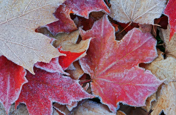Close Fallen Frosted Red Beige Autumn Maple Leaves — Fotografia de Stock