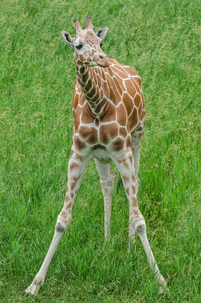 Baby Reticulated Giraffe Giraffa Reticulata Standing Framed Summer Grasses — стоковое фото