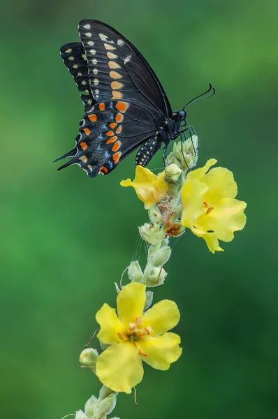 Black Swallowtail Papilio Polyxenes Butterfly Perched Mullein Sunrise — Stock Photo, Image