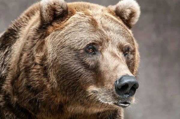 Portrait Captive Grizzly Bear Ursus Arctos — стоковое фото