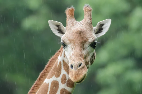 Reticulated Giraffe Portrait Rain — стоковое фото