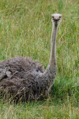 Ostrich (Struthio camelus) portrait standing in grasses