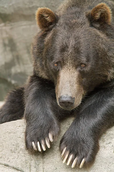 Portrait Captive Grizzly Bear Ursus Arctos Resting — стоковое фото