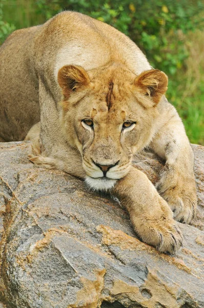 Portrait Lioness Panthera Leo Resting Boulder — Stock Photo, Image