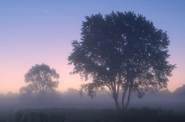 Summer landscape at dawn of Al Sabo Meadow in fog and with silhouetted trees and crescent moon, Michigan, USA