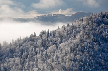 Clingman 'ın Donmuş Orman Kubbesi' nden sisli kış manzarası, Great Smoky Dağları Ulusal Parkı, Tennessee, ABD