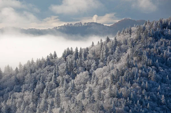 Clingman 'ın Donmuş Orman Kubbesi' nden sisli kış manzarası, Great Smoky Dağları Ulusal Parkı, Tennessee, ABD