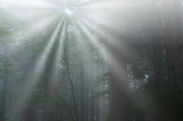 Paisagem Floresta Sequoia Costeira Nevoeiro Com Raios Sol Prairie Creek — Fotografia de Stock