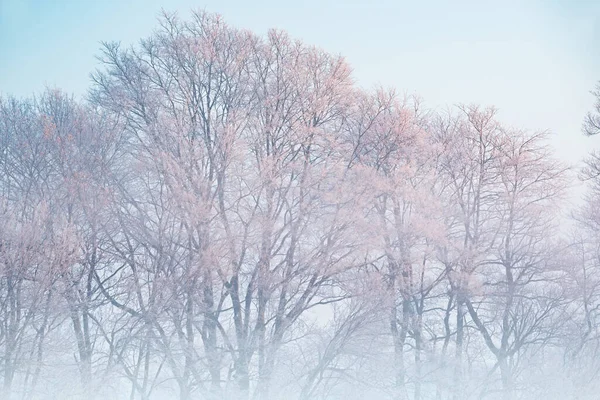 Raureif Umhüllt Einen Wald Kahler Bäume Einem Kalten Wintermorgen Bei — Stockfoto