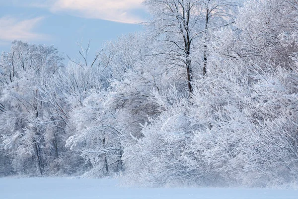 美国密歇根州卡斯特堡州立公园 黎明时分雪群森林的冬季景观 — 图库照片