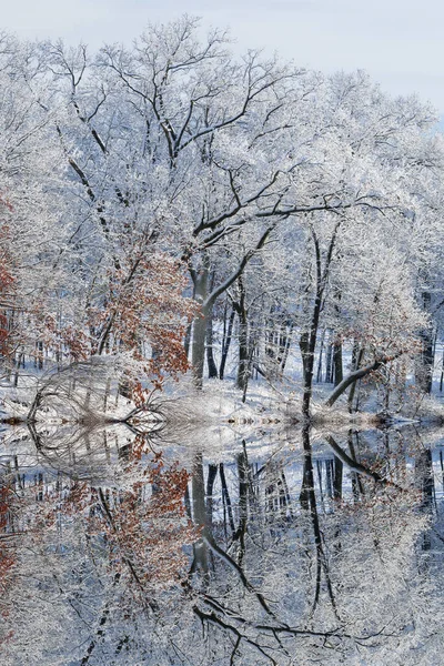 Paisagem Inverno Árvores Cobertas Neve Costa Lago Águia Com Reflexos — Fotografia de Stock