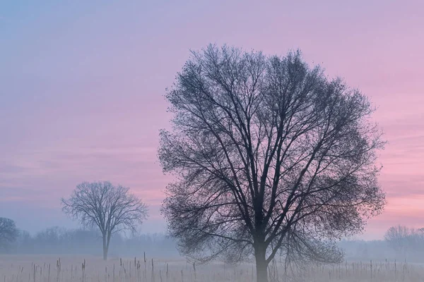 Χειμερινό Τοπίο Του Ψηλού Λιβαδιού Γρασίδι Στην Ομίχλη Την Αυγή — Φωτογραφία Αρχείου