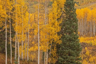 Sonbahar Aspen Ormanı Elk Dağları, Colorado, ABD