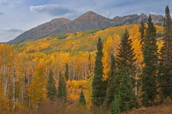 Paisaje Del Otoño Aspens Populus Tremuloides Elk Mountains Colorado Estados —  Fotos de Stock