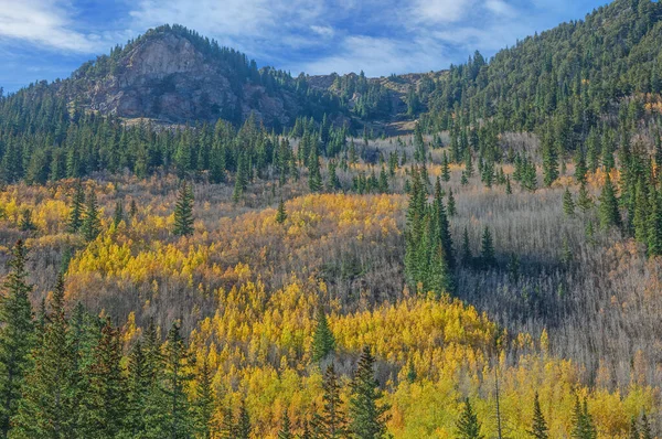 Paisaje Del Otoño Aspens Populus Tremuloides Aspen Colorado — Foto de Stock