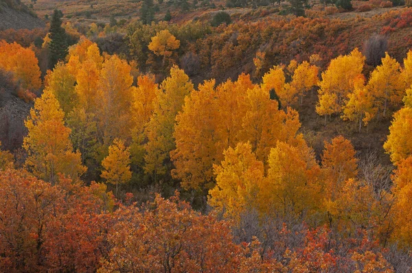 Paesaggio Autunnale All Alba Boschetto Pioppi Dallas Divide San Juan — Foto Stock