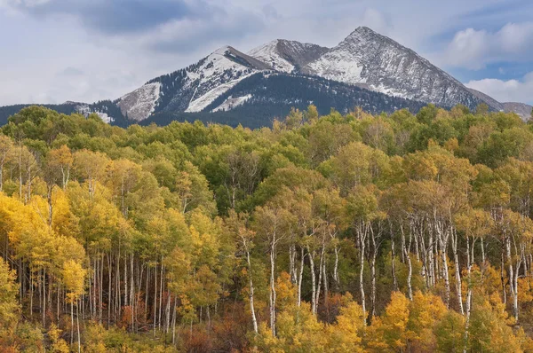Пейзаж Осінніх Аспенів Populus Tremuloides Elk Mountains Colorado Usa — стокове фото