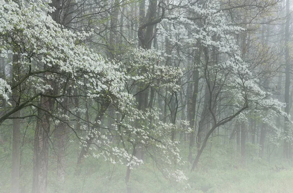Foggy Spring Landscape Dogwood Trees Bloom Barry State Game Area — Stock Photo, Image