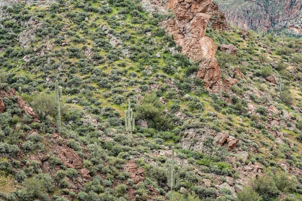 美国亚利桑那州Tonto国家森林Apache Trail迷信荒野区春季景观 — 图库照片
