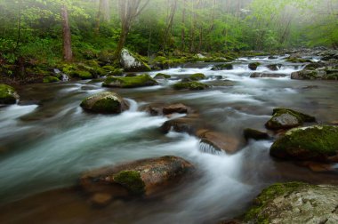 Big Creek 'in sisli bahar manzarası hareket bulanıklığı, Great Smoky Dağları Ulusal Parkı, Tennessee, ABD