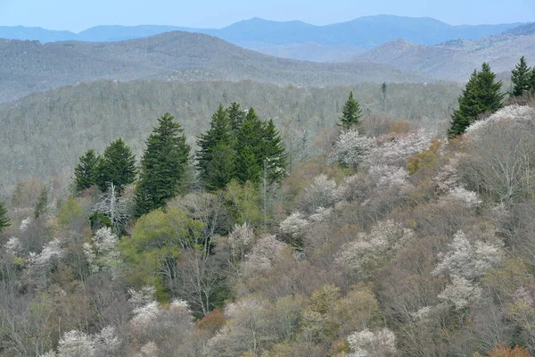 Landschap Van Voorjaarsbos Bloei Blue Ridge Parkway North Carolina Verenigde — Stockfoto