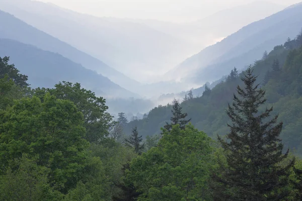 Ködös Tavaszi Táj Erdő Newfound Gap Great Smoky Mountains National — Stock Fotó