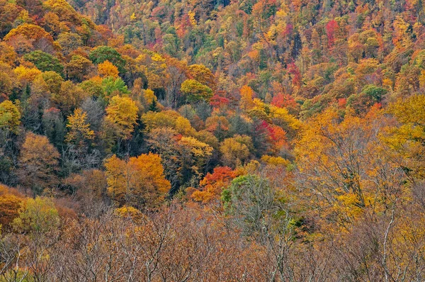 Őszi Táj Erdő Csúcsszínű Blue Ridge Parkway Észak Karolina Usa — Stock Fotó