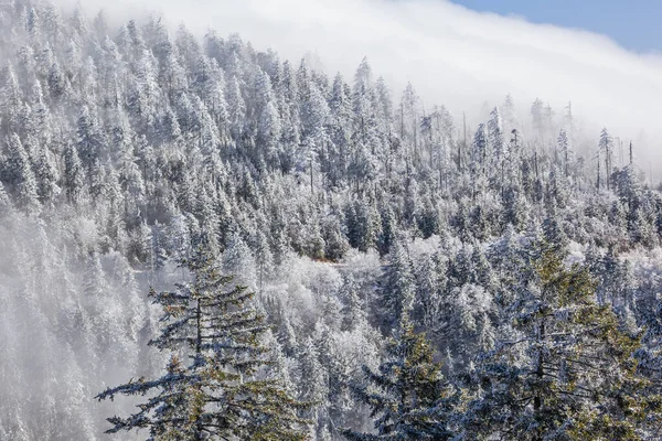 Paisaje Invernal Árboles Helados Niebla Clingman Dome Great Smoky Mountains — Foto de Stock