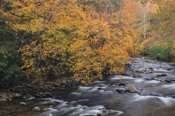 Autumn Rapids Little River Framed Foliage Tremont Area Park Narodowy — Zdjęcie stockowe