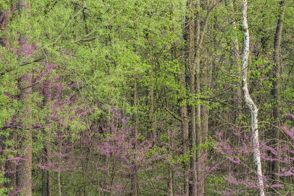 Landskap Vårskog Med Knopp Blom Kalamazoo River Michigan Usa — Stockfoto