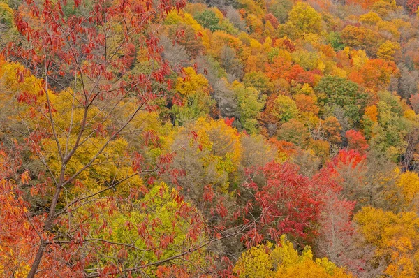 Ormanın sonbahar manzarası, Deep Creek Overlook, Great Smoky Dağları Ulusal Parkı, Kuzey Carolina, ABD