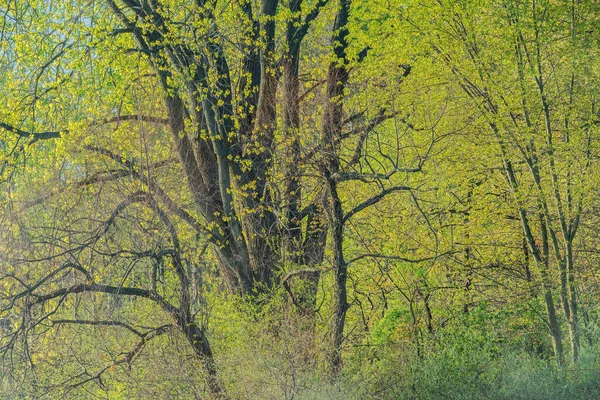 Vårlandskap Vid Soluppgången Vid Jackson Hole Lake Fort Custer State — Stockfoto