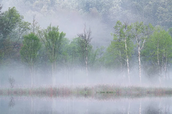 Jarní Krajina Břehu Hlubokého Jezera Mlze Zrcadlícími Odrazy Klidné Vodě — Stock fotografie