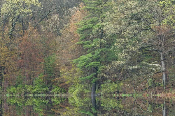 穏やかな水の中に鏡の反射とホール湖の海岸線の春の風景 ヤンキースプリングス州立公園 ミシガン州 アメリカ — ストック写真