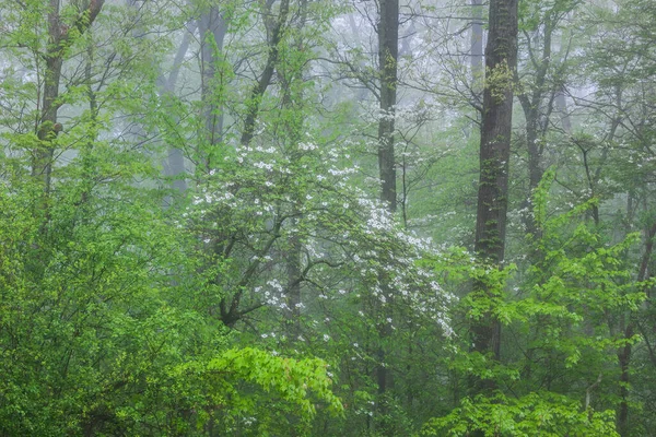 Vårskog Dimma Med Blommande Hundträ Kellogg Forest Michigan Usa — Stockfoto