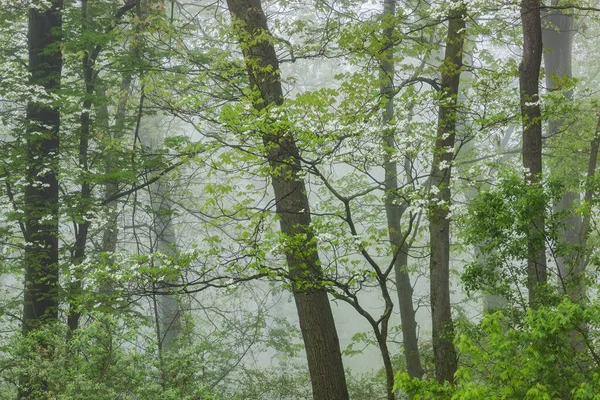 Bosco Primaverile Nebbia Con Corniolo Fiorito Kellogg Forest Michigan Usa — Foto Stock