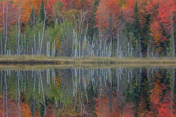 美国密歇根州海瓦沙国家森林 童军湖的秋季风景 在平静的水面上反射着五彩斑斓的树叶 — 图库照片