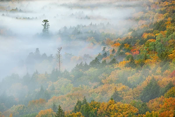 Légi Kilátás Hajnalban Őszi Erdő Köd Felhők Sündisznó Hegység Wilderness — Stock Fotó