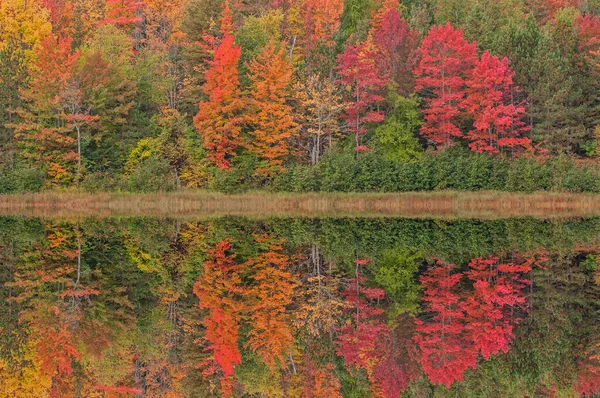 Autumn Landscape Shoreline Courtney Lake Mirrored Reflections Calm Water Michigan — Zdjęcie stockowe