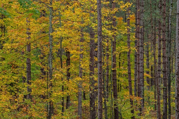 Paisagem Maples Outono Floresta Pinheiro Floresta Nacional Ottawa Península Superior — Fotografia de Stock