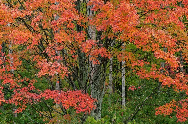 Пейзаж Осенних Кленов Осиных Стволов Hartwick Pines State Park Michigan — стоковое фото